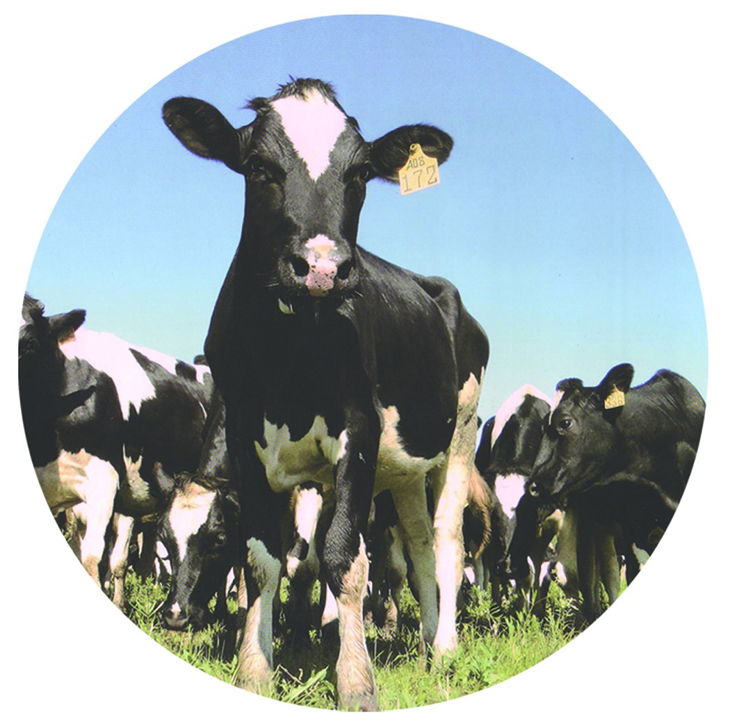 威力寶 奶牛圖.jpg